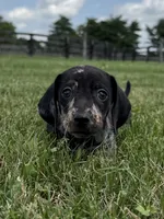 Jasper , a male Dachshund and Miniature Dachshund for sale in Lexington, KY – 3 of 6