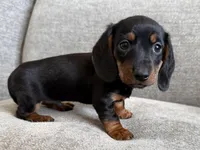 Cole, a male Dachshund and Miniature Dachshund for sale in Lexington, KY – Photo 3 of 5