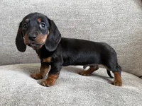 Cole, a male Dachshund and Miniature Dachshund for sale in Lexington, KY – Photo 5 of 5