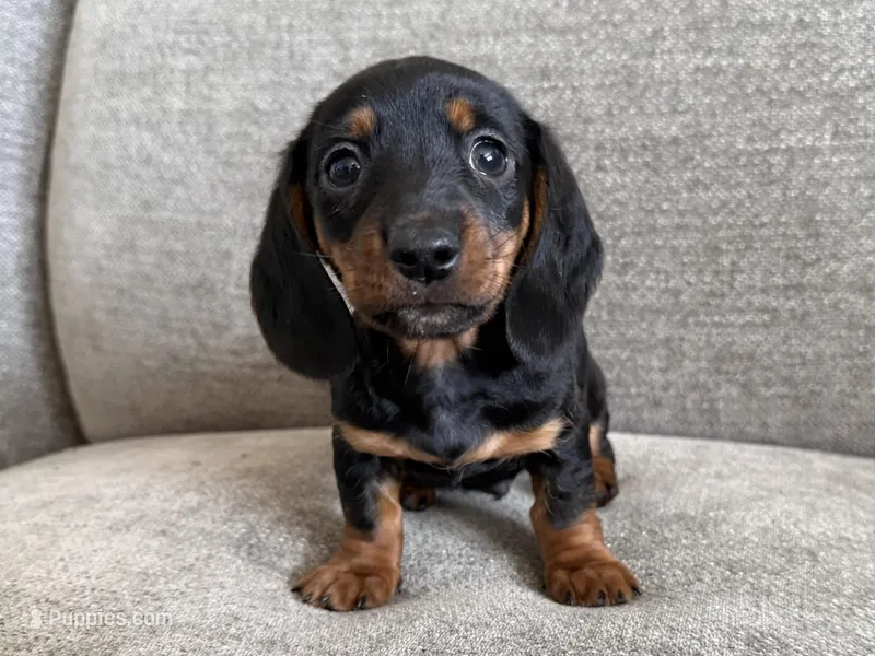 Cole – Dachshund, Miniature Dachshund puppy for sale in Lexington, KY