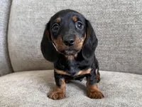 Cole, a male Dachshund and Miniature Dachshund for sale in Lexington, KY – Photo 1 of 5