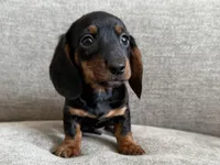 Cole, a male Dachshund and Miniature Dachshund for sale in Lexington, KY – Photo 4 of 5