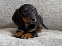 Cole, a male Dachshund and Miniature Dachshund for sale in Lexington, KY – Photo 2 of 5