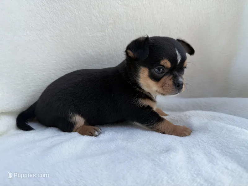 Buddy  – Chihuahua puppy for sale in Lexington, KY