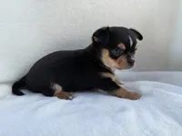 Buddy , a male Chihuahua for sale in Lexington, KY – 1 of 7