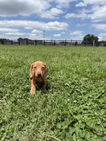 Queenie, a female Dachshund and Miniature Dachshund for sale in Lexington, KY – 4 of 7