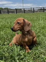 Sandy, a female Dachshund and Miniature Dachshund for sale in Lexington, KY – 1 of 4