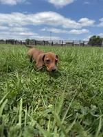 Ivy, a female Dachshund and Miniature Dachshund for sale in Lexington, KY – 5 of 5