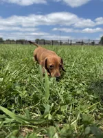 Sandy, a female Dachshund and Miniature Dachshund for sale in Lexington, KY – 2 of 4