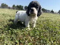 Pickles , a male Cocker Spaniel for sale in Lexington, KY – 2 of 6