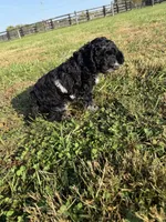 Rollo, a male Cockapoo for sale in Lexington, KY – 6 of 8