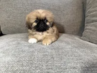 Fergus, a male Pekingese for sale in Lexington, KY – 3 of 7