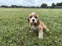 Lady, a female Cocker Spaniel for sale in Lexington, KY – 4 of 5