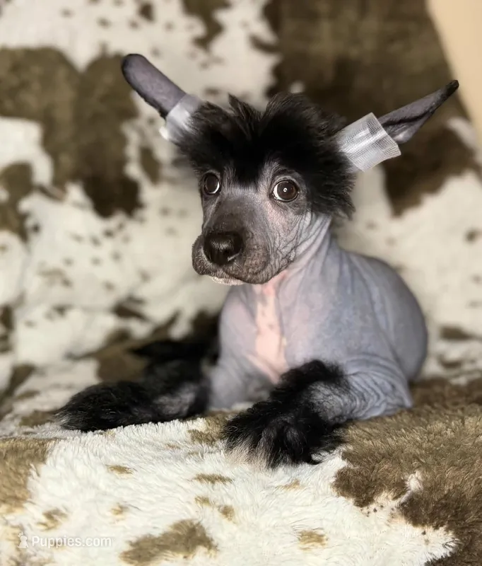 Dumbo, Ch sired  – Chinese Crested puppy for sale in Lexington, KY