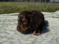 Tillie , a female Dachshund and Miniature Dachshund for sale in Lexington, KY – 5 of 9
