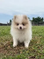 Toby, a male Pomeranian for sale in Lexington, KY – 2 of 10