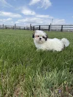 Dexter , a male Shih Tzu for sale in Lexington, KY – Photo 4 of 6