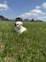 Dexter , a male Shih Tzu for sale in Lexington, KY – Photo 6 of 6