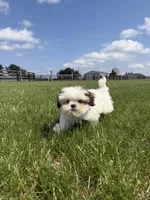 Dexter , a male Shih Tzu for sale in Lexington, KY – Photo 3 of 6