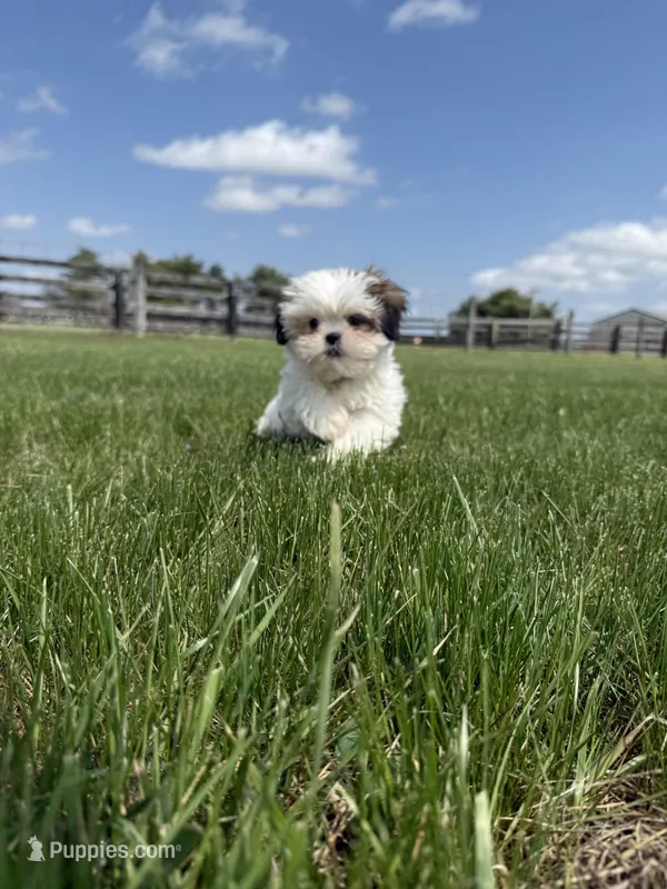 Dexter  – Shih Tzu puppy for sale in Lexington, KY