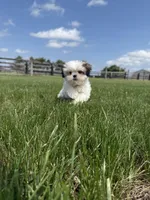 Dexter , a male Shih Tzu for sale in Lexington, KY – Photo 1 of 6