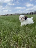 Dexter , a male Shih Tzu for sale in Lexington, KY – Photo 5 of 6