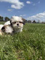 Dexter , a male Shih Tzu for sale in Lexington, KY – Photo 2 of 6