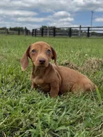  Violet, a female Dachshund and Miniature Dachshund for sale in Lexington, KY – 5 of 6