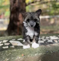 Autumn , a female Chinese Crested for sale in Lexington, KY – 3 of 6