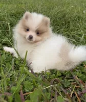 Toby, a male Pomeranian for sale in Lexington, KY – 1 of 10