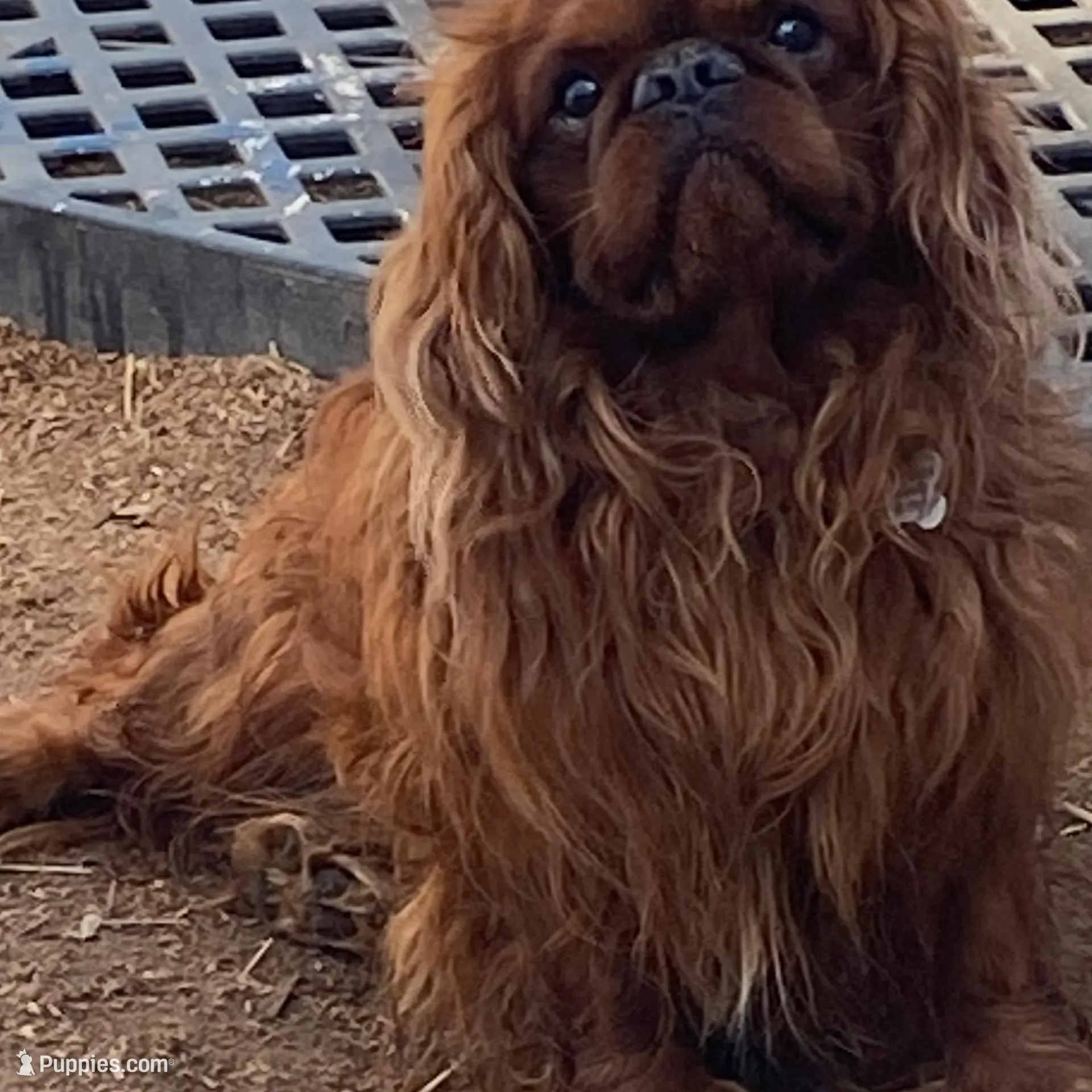 Brina , a female English Toy Spaniel for sale in Lexington, KY – Photo 7 of 7