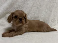 Brina , a female English Toy Spaniel for sale in Lexington, KY – Photo 5 of 7