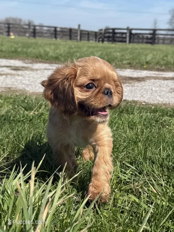 Brina  – English Toy Spaniel puppy for sale in Lexington, KY