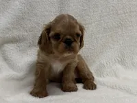 Brina , a female English Toy Spaniel for sale in Lexington, KY – Photo 4 of 7