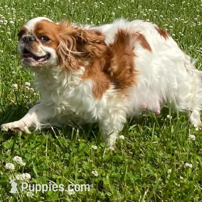 Brina , a female English Toy Spaniel for sale in Lexington, KY – Photo 6 of 7