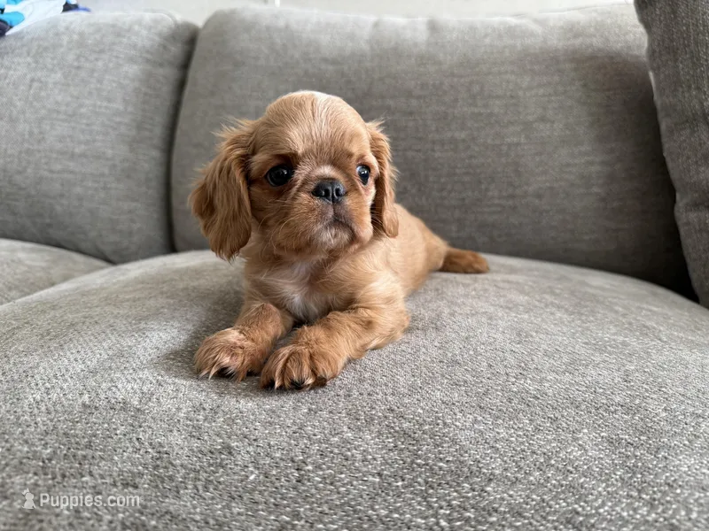 Brina  – English Toy Spaniel puppy for sale in Lexington, KY