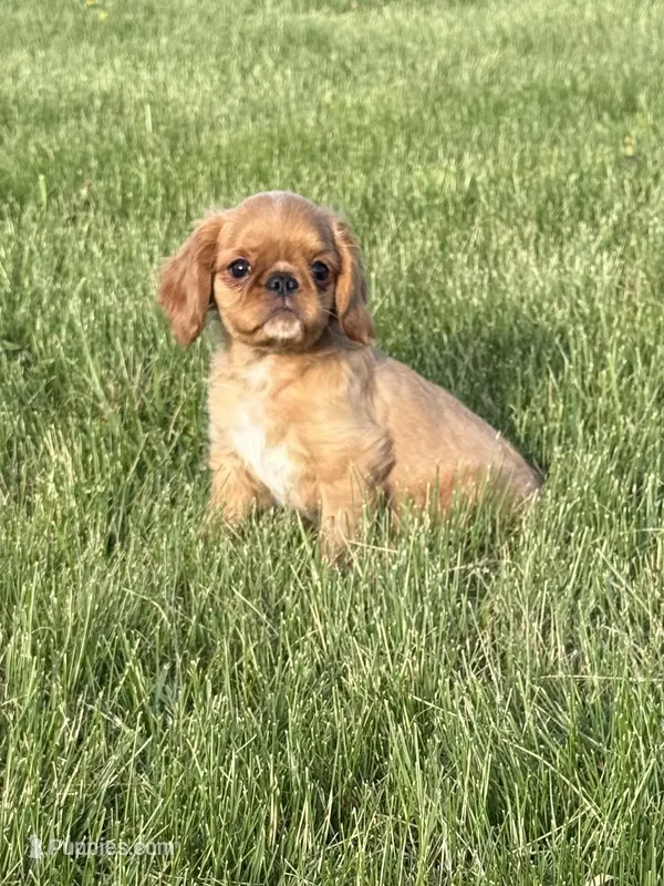 Brina  – English Toy Spaniel puppy for sale in Lexington, KY