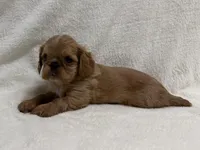 Brina , a female English Toy Spaniel for sale in Lexington, KY – Photo 2 of 7