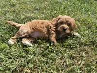 Teddy , a male Cockapoo for sale in Lexington, KY – 2 of 7