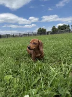 Ivy, a female Dachshund and Miniature Dachshund for sale in Lexington, KY – 4 of 5