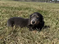 Zolo, a male Dachshund and Miniature Dachshund for sale in Lexington, KY – 5 of 8