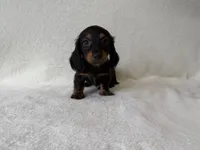 Sassy, a female Dachshund and Miniature Dachshund for sale in Lexington, KY – 5 of 5