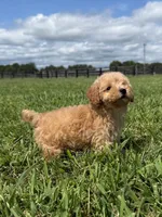 Sully, a male Poodle - Toy  and Poodle - Miniature  for sale in Lexington, KY – 4 of 4