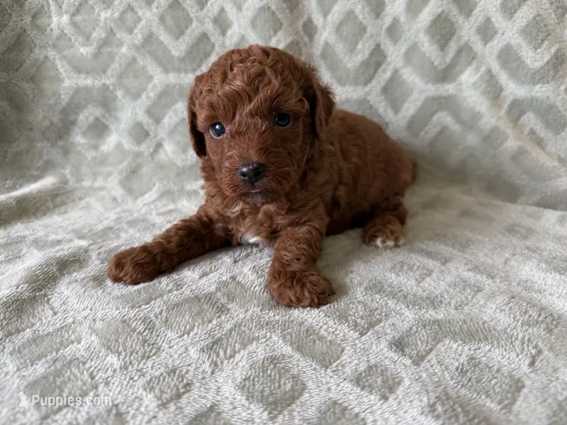 Petrie – Poodle - Miniature  puppy for sale in Lexington, KY