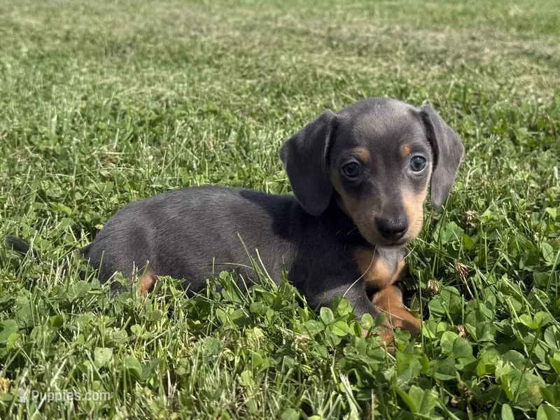 Bluebelle AKC, a female Dachshund and Miniature Dachshund for sale in Lexington, KY – 1 of 6