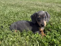 Bluebelle AKC, a female Dachshund and Miniature Dachshund for sale in Lexington, KY – 1 of 6