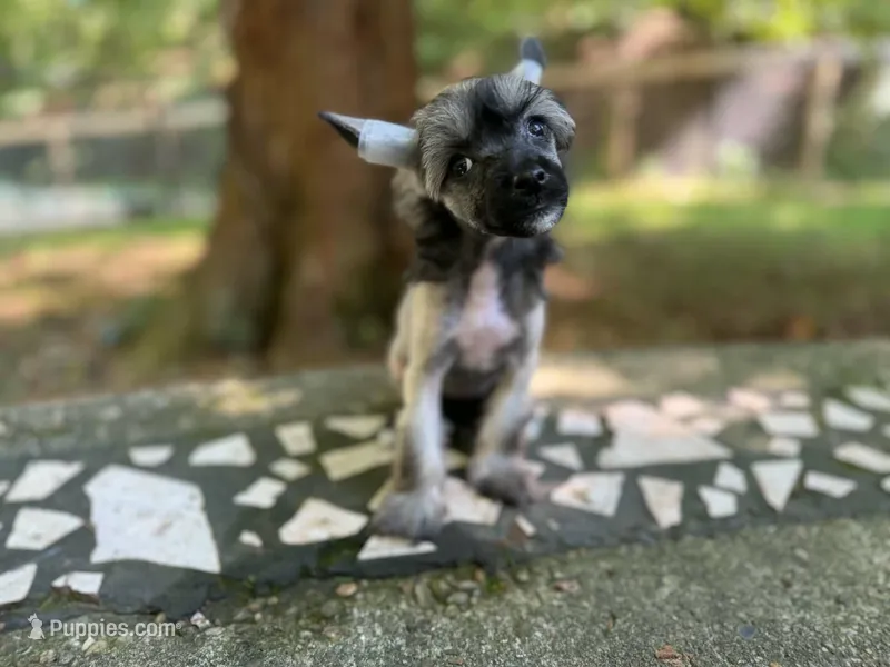 Daphne – Chinese Crested puppy for sale in Lexington, KY