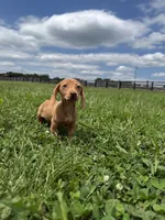 Queenie, a female Dachshund and Miniature Dachshund for sale in Lexington, KY – 3 of 7