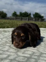Tillie , a female Dachshund and Miniature Dachshund for sale in Lexington, KY – 2 of 9