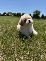 Winnie , a female Maltipoo for sale in Lexington, KY – 5 of 7
